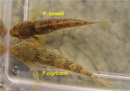 Padogobius nigricans 2